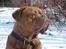 Dogue de bordeaux Algojo's Bonus R.I.P.