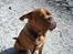 Dogue de bordeaux Algojo's Bonus R.I.P. - Slip mig nu mor,jeg render ingen steder...hæ hæ.