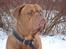 Dogue de bordeaux Algojo's Bonus R.I.P.