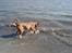 Dogue de bordeaux Algojo's Bonus R.I.P.