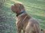 Dogue de bordeaux Algojo's Bonus R.I.P. - Mors dreng.