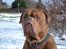 Dogue de bordeaux Algojo's Bonus R.I.P.