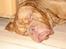 Dogue de bordeaux Algojo's Bonus R.I.P.