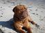 Dogue de bordeaux Algojo's Bonus R.I.P.