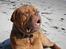 Dogue de bordeaux Algojo's Bonus R.I.P.