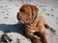 Dogue de bordeaux Algojo's Bonus R.I.P.