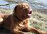 Dogue de bordeaux Algojo's Bonus R.I.P.