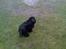 Cocker spaniel Catchy Remarkable Ruth