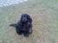 Cocker spaniel Catchy Remarkable Ruth