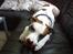 Blanding af racer *Bella*(Mus). R.I.P - Bella i sofaen...
