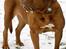 Dogue de bordeaux Turner R.I.P