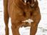 Dogue de bordeaux Turner R.I.P