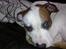 Blanding af racer *Bella*(Mus). R.I.P - Bella skal lige have en lur... 