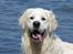 Golden retriever Elvis Woodstar  - Elvis ved stranden <3