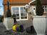 Golden retriever Elvis Woodstar  - Sikke en springhund han er <3