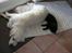 Golden retriever Elvis Woodstar  - Elvis og Carlo <3 :p Elvis elsker katte, og vores katte elsker ham xD