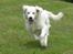 Golden retriever Elvis Woodstar  - I fuld firspring :D Sommer 2007 :o)