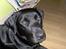 Labrador retriever (Formel 1) Flo - Så er jeg 11 mdr