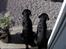 Labrador retriever (Formel 1) Flo - Det er mig til højre.