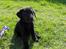 Labrador retriever (Formel 1) Flo - Hvor er det en stor verden.
