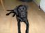 Labrador retriever (Formel 1) Flo - Så flader jeg bare ud da.
