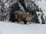 Tervueren Hector - sne hunden hector