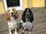 Cocker spaniel Yasmin *SOLGT* - min søster Duchess og jeg -Er vi ikke søde??