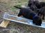 Labrador retriever (Formel 1) Flo - Madglad... hvem mig?? Hehe, har et helt trug for mig selv.