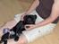Labrador retriever (Formel 1) Flo - Baby mig sover ved "mor"