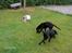 Labrador retriever (Formel 1) Flo - Vi får lige vores mad på græsset.