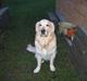 Golden retriever SOFUS