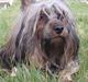 Australian silky terrier Silkylyst's Lorenzo