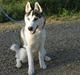 Siberian husky Kenzo
