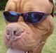 Dogue de bordeaux Algojo's Bonus R.I.P.