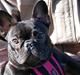 Fransk bulldog Helimo's Mocca