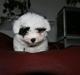 Coton de tulear Casmier´s Frede