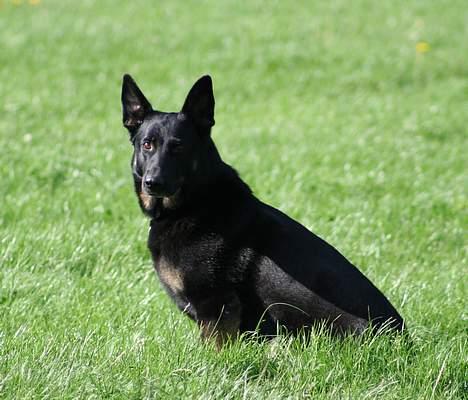 Schæferhund Blondi - Sit øvelse billede 9