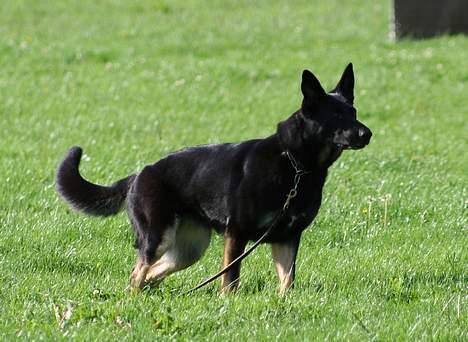 Schæferhund Blondi - Stå øvelsen billede 10
