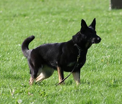 Schæferhund Blondi - Stå øvelsen og bolden er på ved :-) billede 11