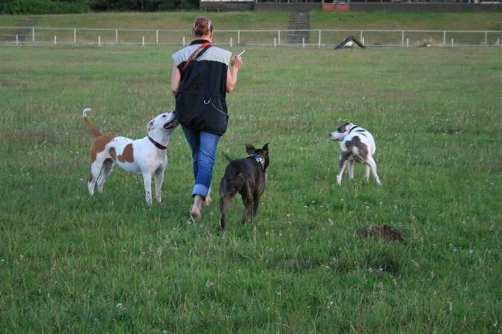 Amerikansk staffordshire terrier Diego R.I.P. - på banen og lege billede 2