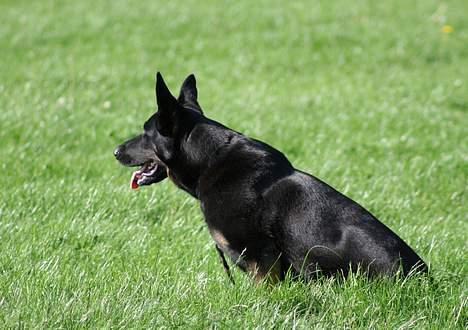 Schæferhund Blondi - Hvor går du hen... billede 12