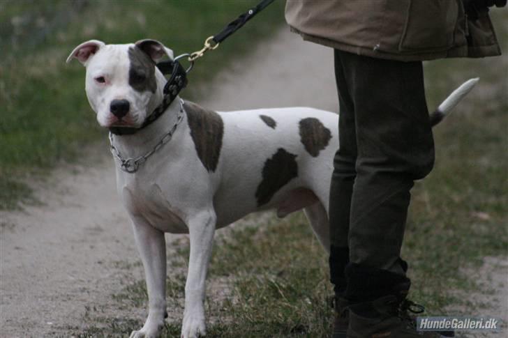 Amerikansk staffordshire terrier Diego R.I.P. - vi veeeenter....    på at weightpull info skal starte billede 4