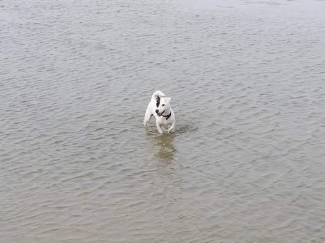 Jack russell terrier Styrmand - Yes, bademesteren er klar, en rigtig vandhund! billede 10