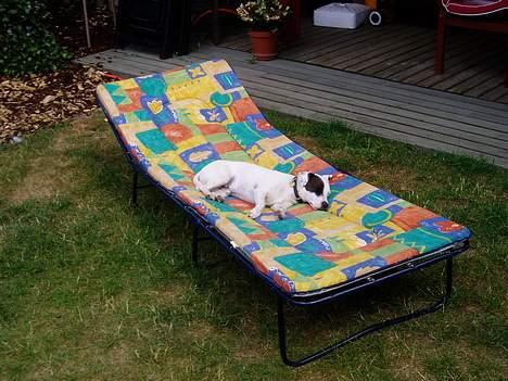 Jack russell terrier Styrmand - Ahh dejligt med en lur på drømmesengen.  billede 11
