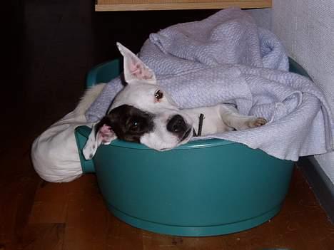 Jack russell terrier Styrmand - Halløj i kurven. billede 12