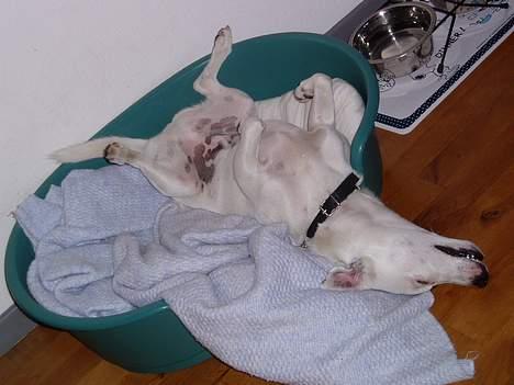 Jack russell terrier Styrmand - Zzzzzzzzz.....Dejligt med en lur i kurven.  billede 13