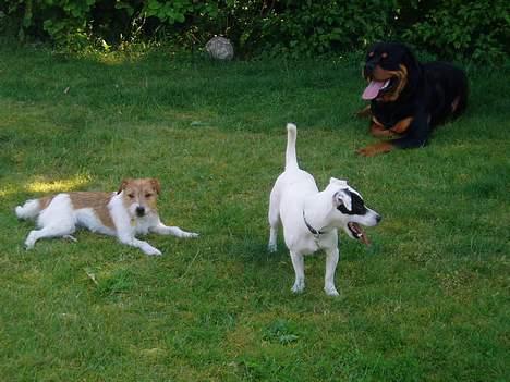 Jack russell terrier Styrmand - Styrmand med venner. billede 14