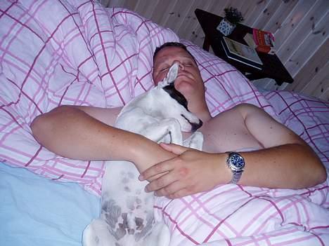 Jack russell terrier Styrmand - Endelig forlod mor sengen, så kan jeg nemlig ligge i fars arme og få en morgenlur. billede 15