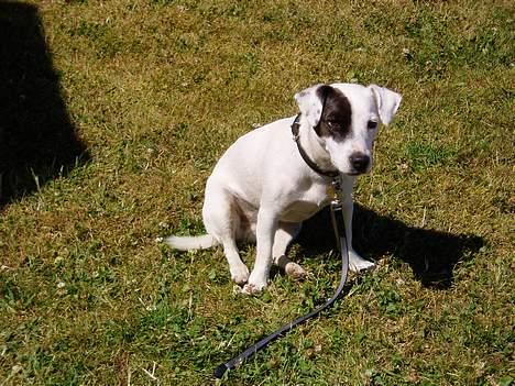 Jack russell terrier Styrmand - Uha man bliver træt i den varme. billede 16