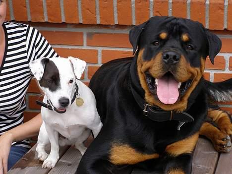 Jack russell terrier Styrmand - Mig og kammerat Basse som også er her på HG. Basse er sød, men indimellem sætter jeg ham på plads 8-) (Heldigt han er så godmodig!) billede 17